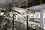 museo di anatomia comparata bologna 8-2022 4683